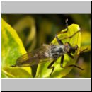 Neoitamus cyanurus - Raubfliege w09.jpg